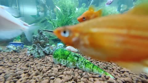 Another Time-Lapse Video of a Fish Tank / Aquarium