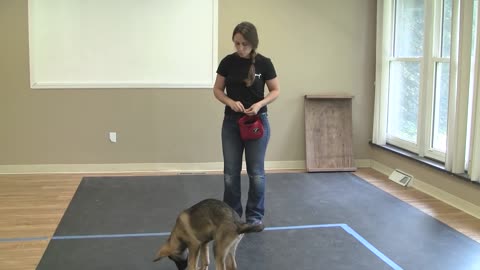 train a dog to sit on your command