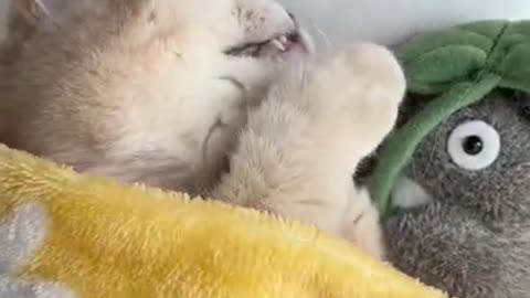 Cute and beautiful Cat is sleeping with her toy pet