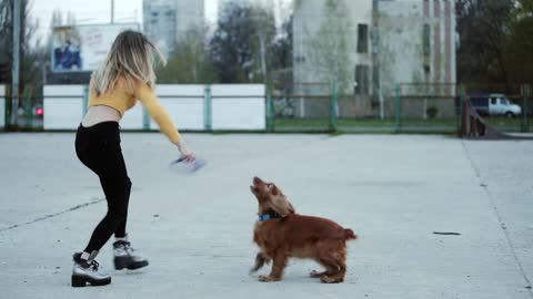 Blonde girl woman and dog cocker spaniel. She teases, plays, laughs.