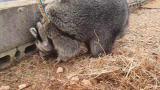 Raccoon tastes the fallen sweet potatoes.