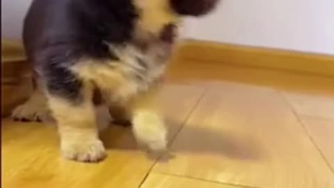 Cuty puppy do Smart Things