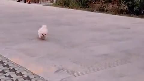 Cute puppy dog video 2021