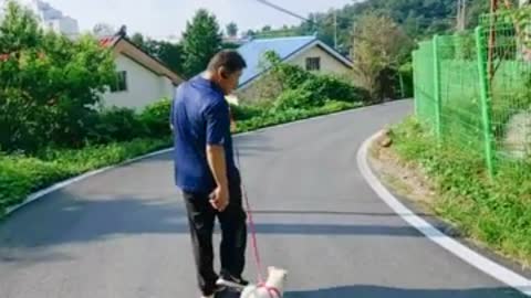 A baby Jindo dog walking with his dad