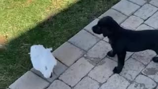 Cockatoo and Puppy Play