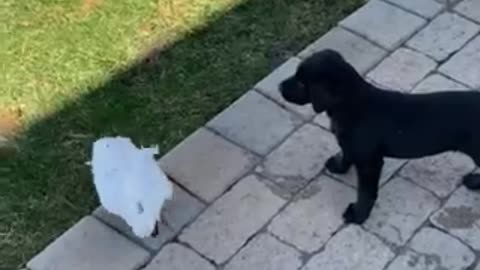 Cockatoo and Puppy Play