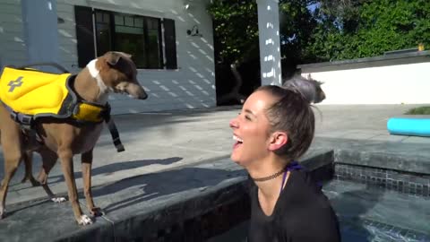 Dog learns to swim (dog training)