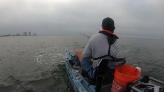 Tarpon Fish Tows Fisherman in a Kayak