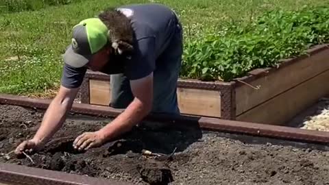 Raccoon Construction Workers