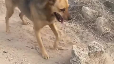 Dog pushing stone