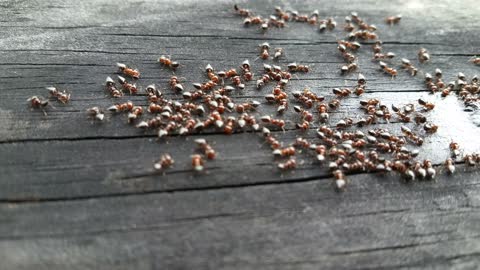 Close up of ants eating