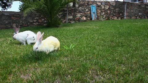 Grass eating bunny