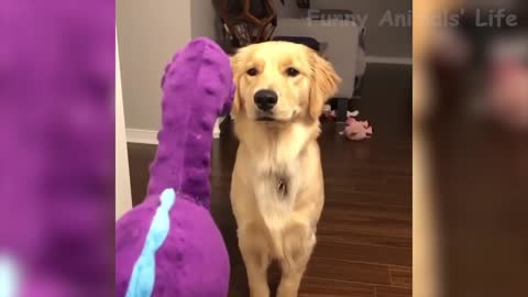 FUNNY Dog Interacts With Squeaky Chicken Toy (Hilarious Reaction)