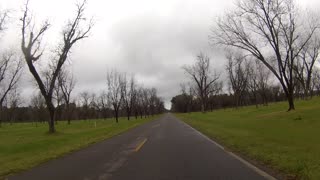 Some Old Pecan Trees