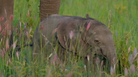 Portrait of magnificent elephant eating while standing in tall grass field