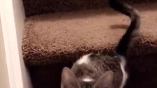 White and grey cat meowing on brown stairs