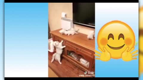 funny cute kittens compilations