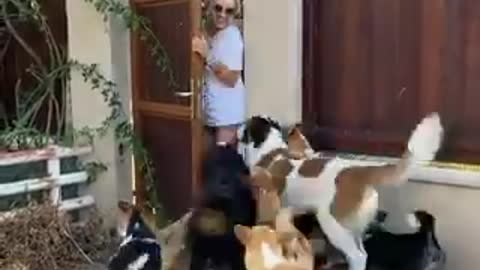 A group of dogs so happy when their master comes home