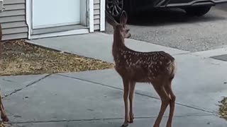 The deer of Cranbrook Bc