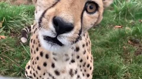 The Leopard Roars Behind The Fence with its Sharp Teeth