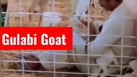 Goat Farming Management - A beautiful Pakistani Gulabi Goat- Must watch