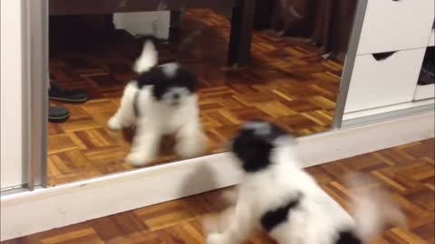 Shih Tzu Puppy Fights With His Reflection On The Mirror | Funny Reactions