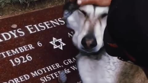 Dog cries on his owners death 🥹