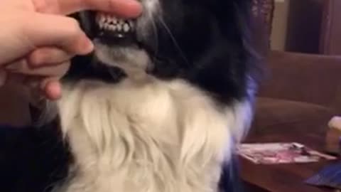 Black dog grinding its teeth when owner moves dog's lips