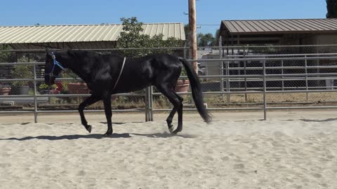 Arim 26yr old Ahkal-Teke Stallion Over the Topline Line Turn Out