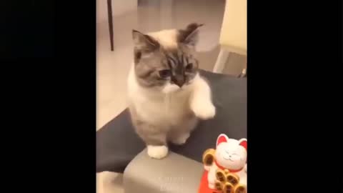 😻LUCKY cat PLAYING