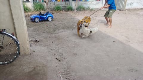 Fake Tiger Prank on Dog - Try To Stop Laugh Challenge