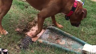 Muddy Puppy