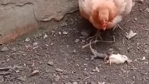 A chicken saves its chicks from a predatory lizard