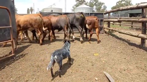 cattle dog moving cattle in to the pressing stage