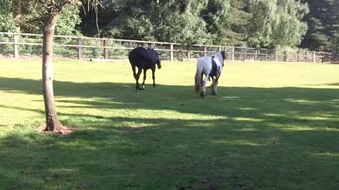 Horse gets Kicked for trying to mate