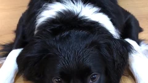 Training with an inpatient border collie