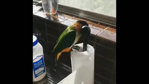 Intelligent parrot. Very funny