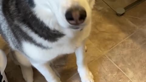 Guilty Husky Tries To Blame Other Dog