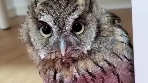 Cute little owl moves