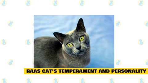 Facts & Myths about Raas Cats