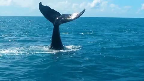 LOOK AT WHAT SHE DID IS INCREDIBLE Humpback Whale (Humpback Whale), Abrolhos, Brazil