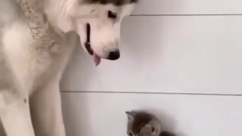 look what this dog did to this cat