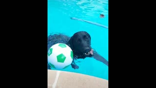 See how funny a dog with a ball in the pool plays funny.