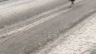Turkey Strolling in an Ice Storm
