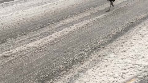 Turkey Strolling in an Ice Storm