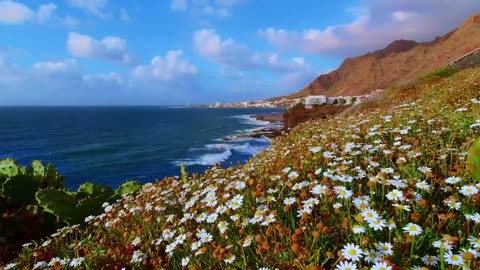 Beautiful Nature | DRONE