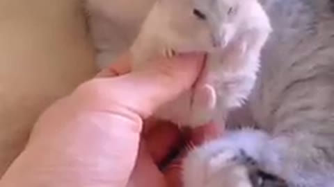 Funny Cat With Mousse #tiktok #shorts