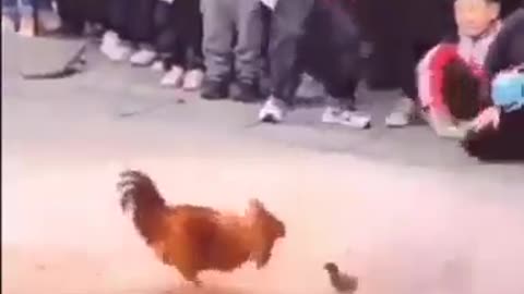 a rooster has a fight with a rooster