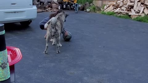 Akita tries to play basketball