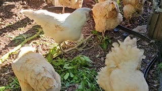 OMC! The group dines on greens when Brownie shows up to join them!